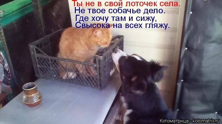 кот и хозяйка. мне нужен котенок. сижу гляжу картинки. хозяин где хочет там и валяется. ты жива котики.