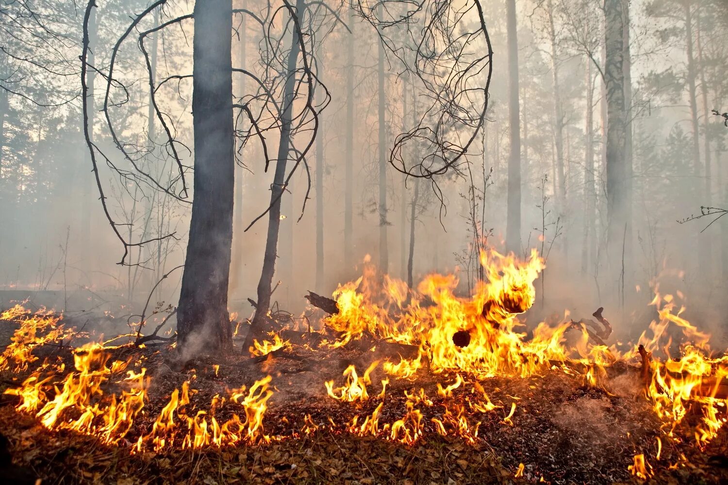 Пал огня. Пожар в лесу. Лес в огне. Лесные травяные пожары. Весенние палы травы.