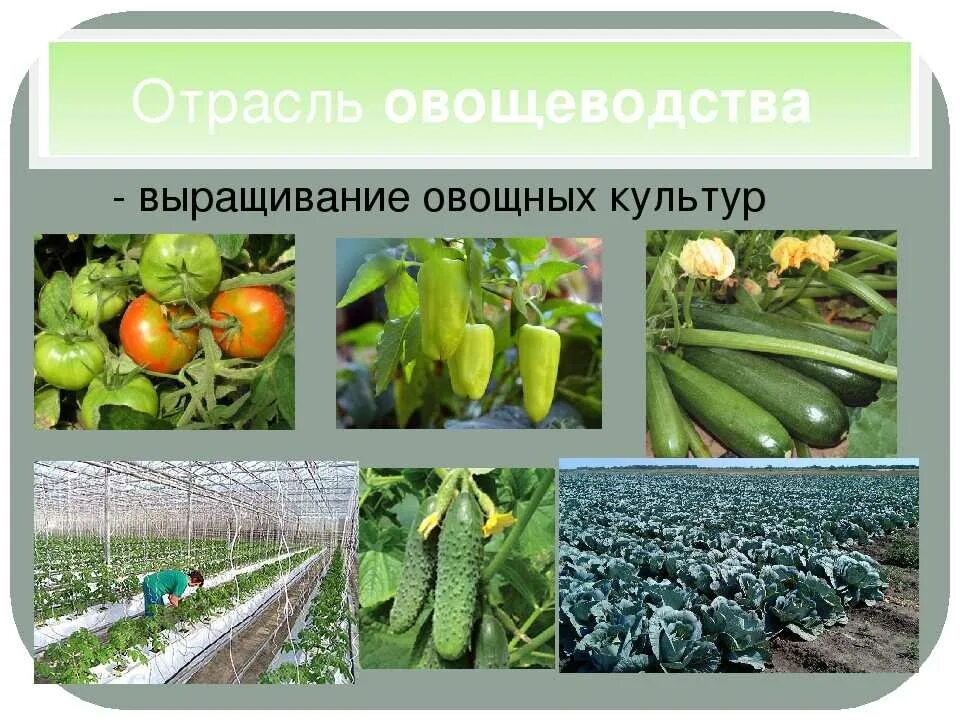 Развитие овощеводства. Овощные культуры. Овощи овощные растения. Овощные культурные растения. Растениеводство культурные растения.