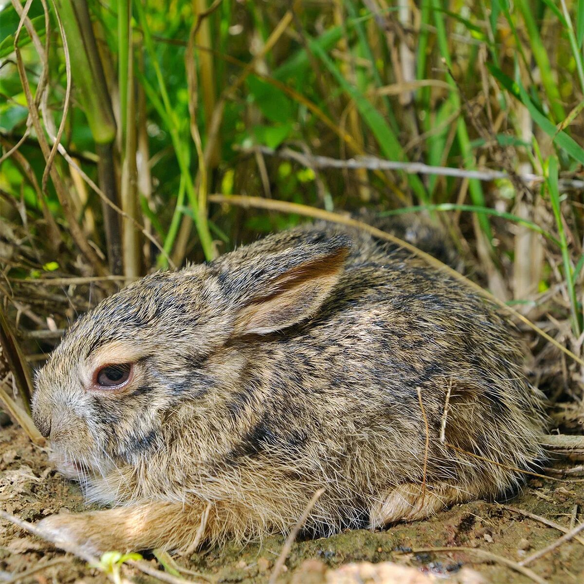 Гиб животное. Маньчжурский заяц. Маньчжурский заяц Lepus mandshuricus. Щетинистый заяц. Капский заяц.