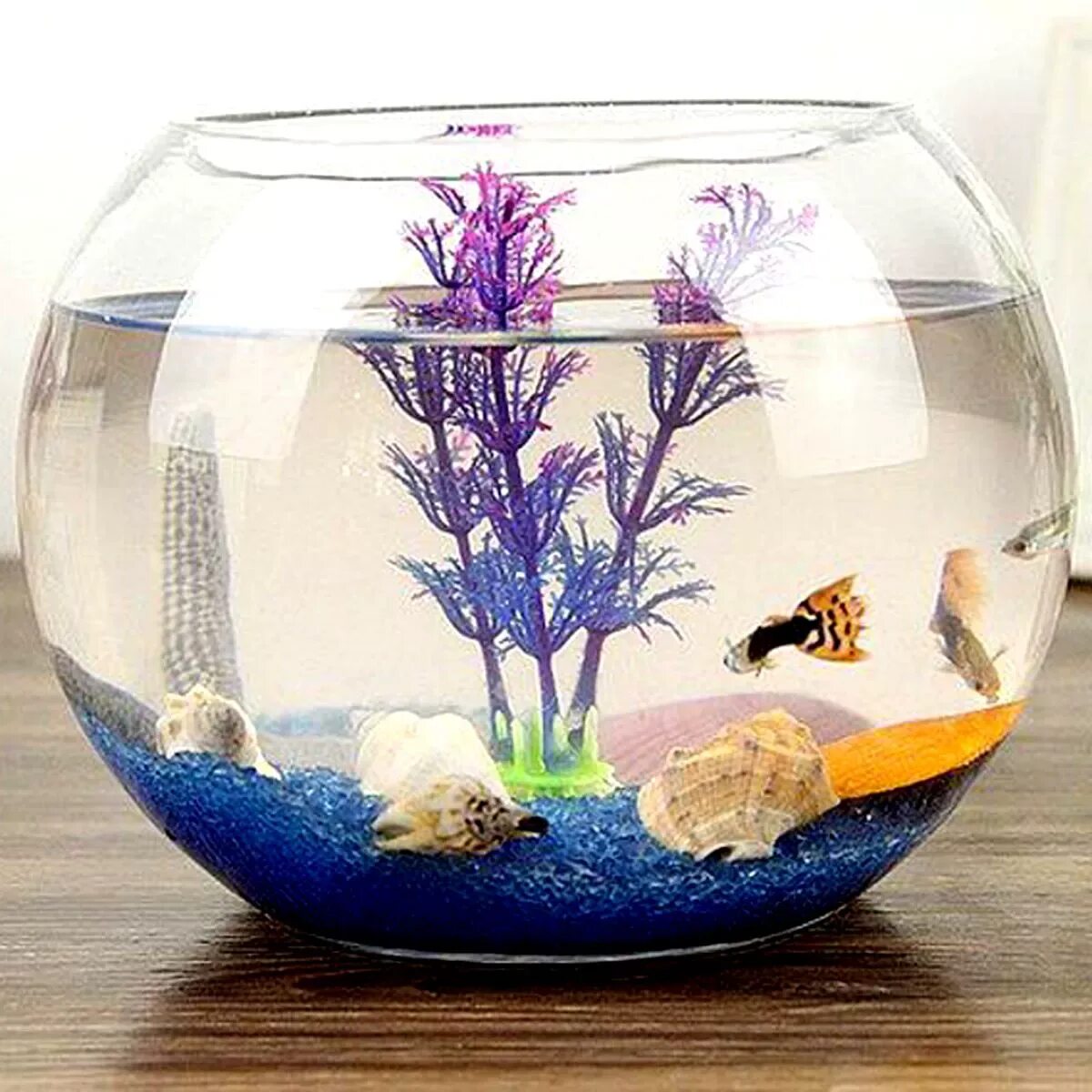 Какие рыбки могут жить одни. Аквариум (Fish Tank) 2009. Аквариум маленький круглый. Маленький круглый аквариум для рыбок. Круглый аквариум с рыбками.
