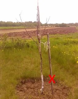 Саженцы груши не растут