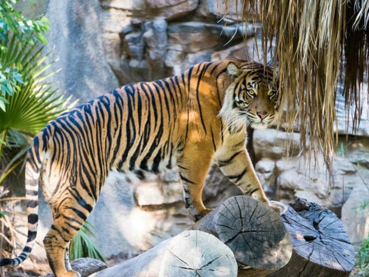 Сонник к чему снится тигр. Черные тигры шри ланка. к чему снится тигр. amazing tiger hd. wild tiger amazing photo.