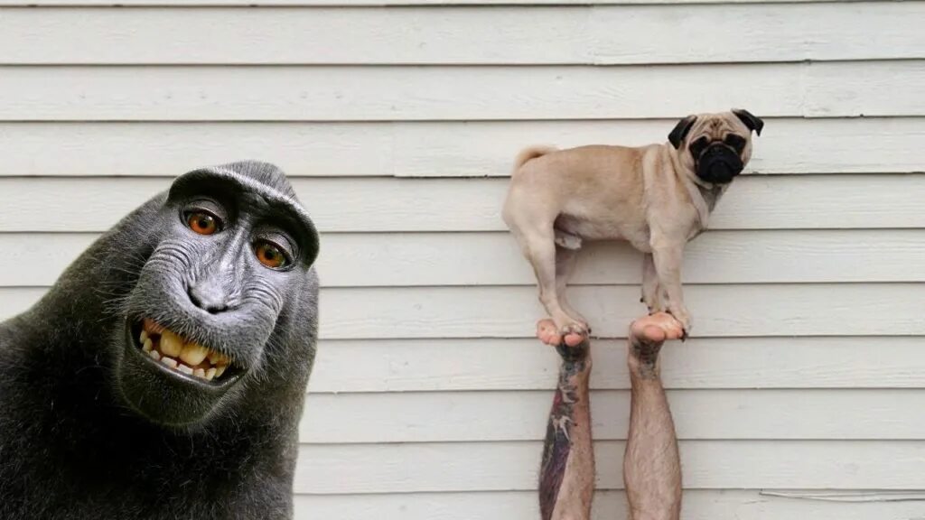 Веселые животные. Шимпанзе смеется. Прикольные обезьянки. Улыбка обезьяны. Обезьяна корчит рожи.