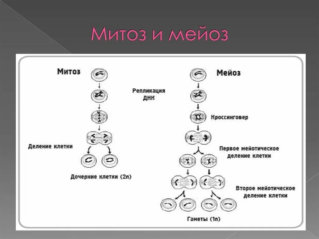 Схема митоза и мейоза. Схема митоза и мейоза 2n2c. Схема стадий митоза и мейоза. Этапы мейоза и митоза схема.