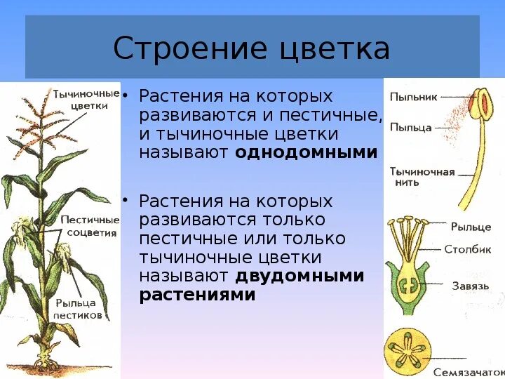 Который развивается из за