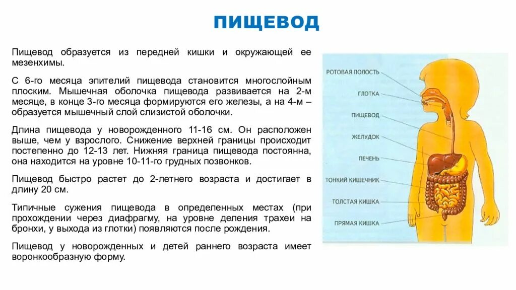 Пищевод у новорожденного. Особенности строения пищевода у детей. Пищеварительная система новорожденного. Возрастные особенности пищевода. Пищеварительная система грудного ребенка.