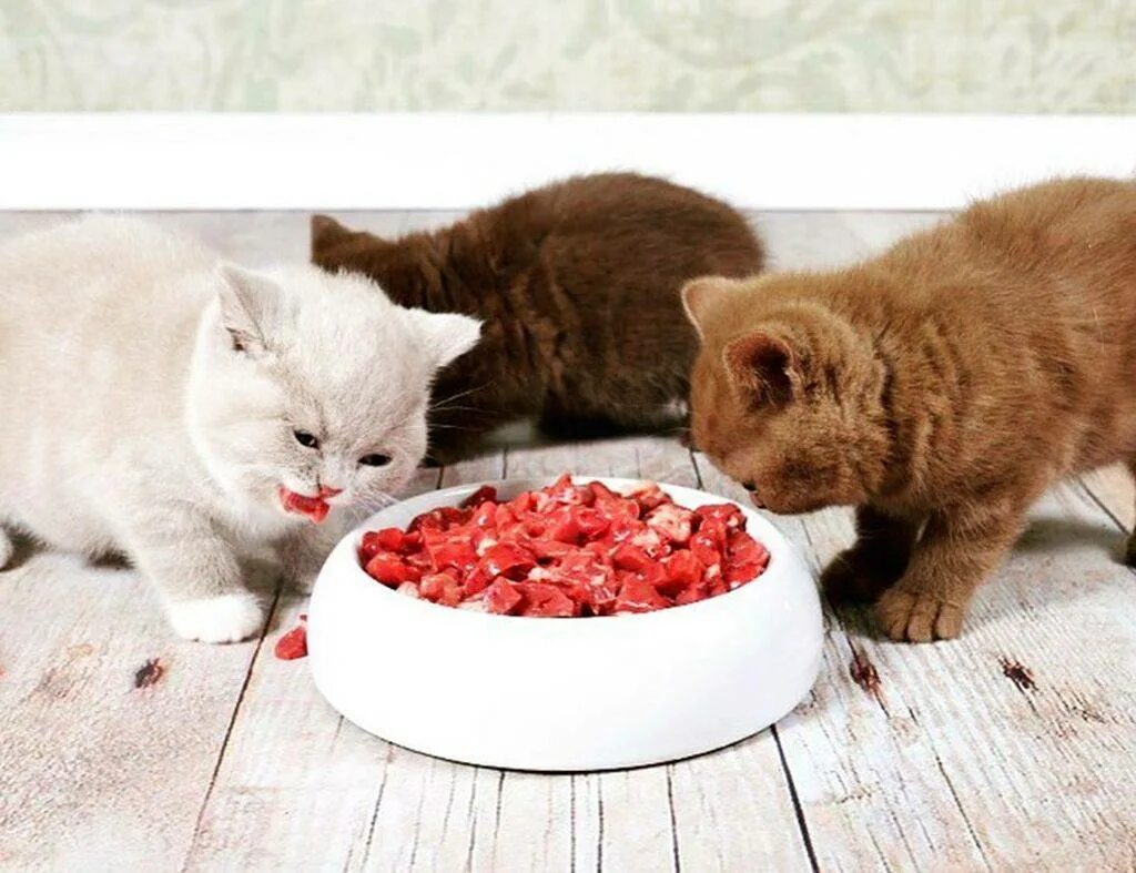 Какие крупы можно кошкам