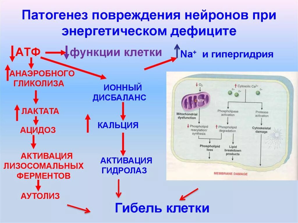 Патогенез повреждения. Патогенез повреждения клетки. Механизм развития травмы. Патогенез повреждения нейронов. Патогенез гипоксического повреждения клетки.