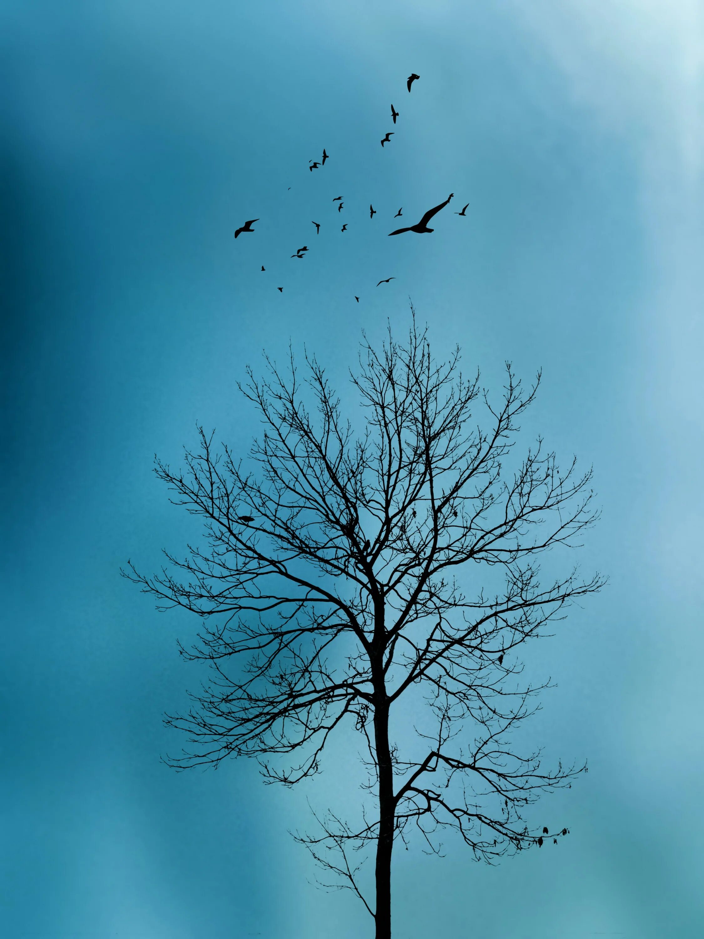 Птицы дерево начинающему. Птицы на дереве. Птицы в небе. Птица на дереве вдалеке. Небо и деревья.