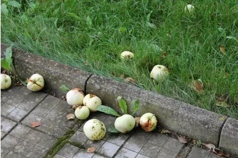 Опадает яблоня