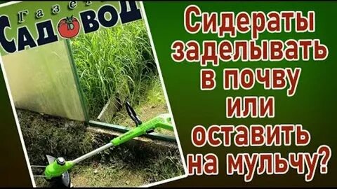 Надо ли перекапывать сидераты в теплице осенью