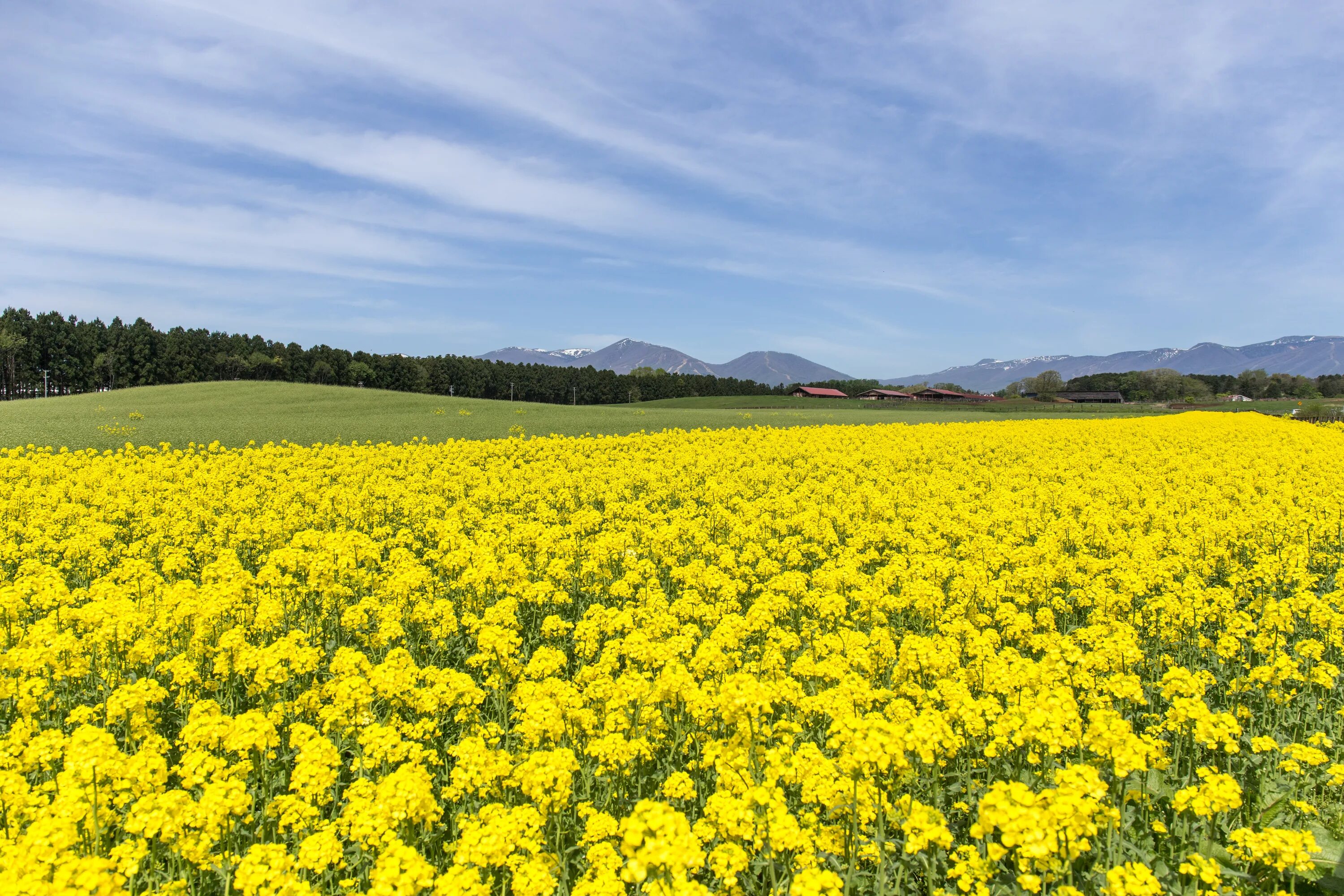 Yellow spring road япония. Поле рапса Япония. Цвитение горчица цветение на полях. Рапс Колос. Цветение рапса в Японии.