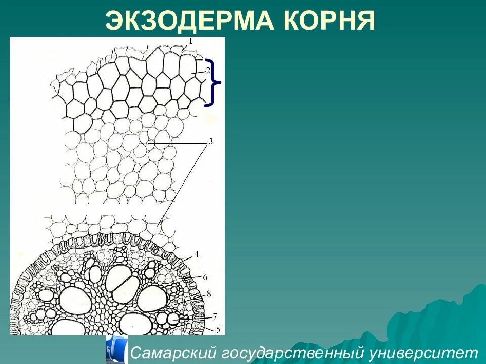 Экзодерма. Экзодерма корня. экзодерма строение. экзодерма и эндодерма.