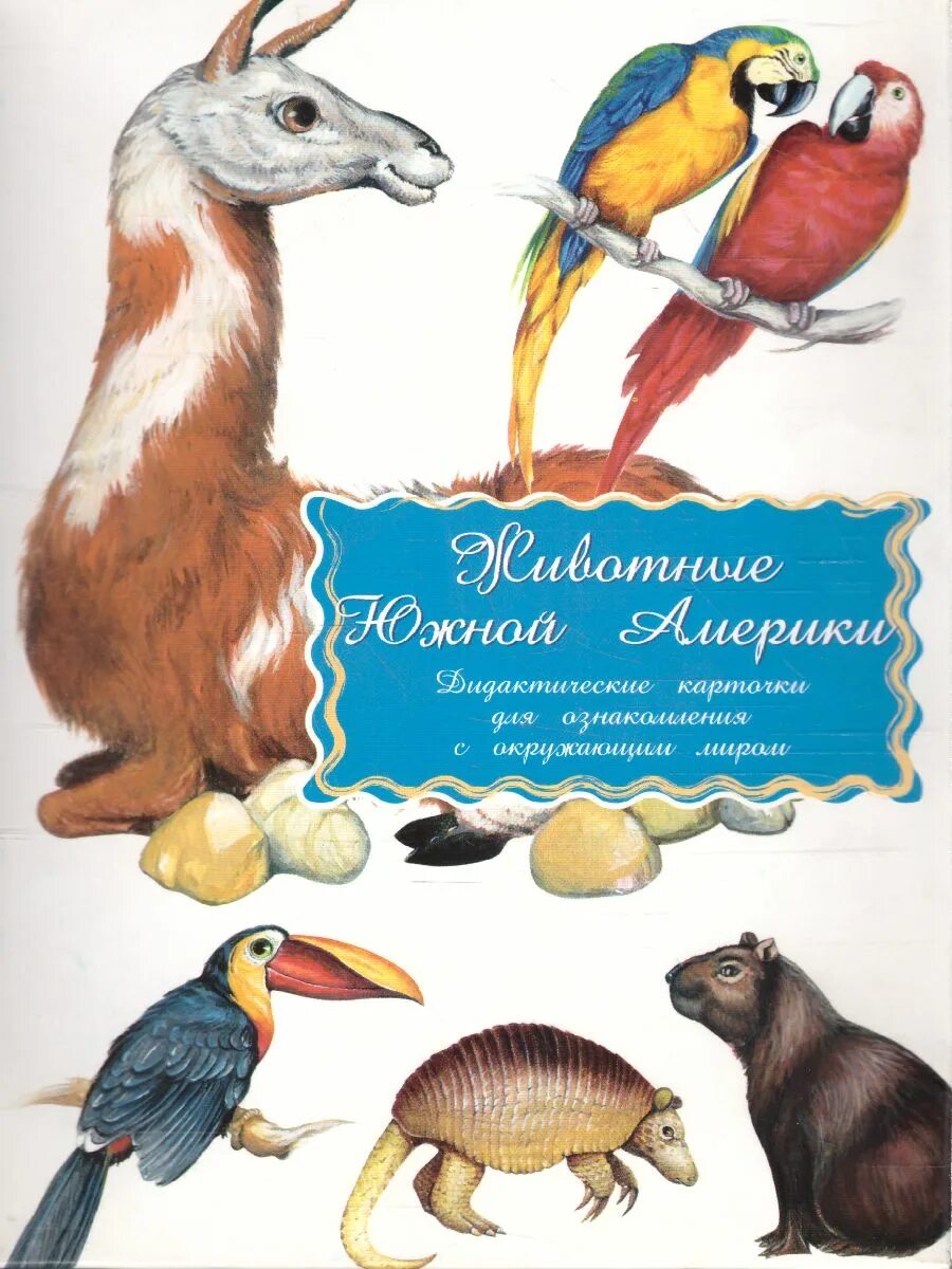 Кто живет в южной америке животные. Карточки животные Южной Америки. Обучающие карточки животные Южной Америки. Животные Южной Америки для детей. Дидактические карточки животные Южной Америки.