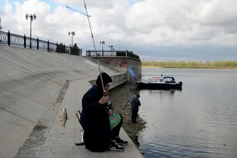 Можно ли ловить воблу в 2024 году
