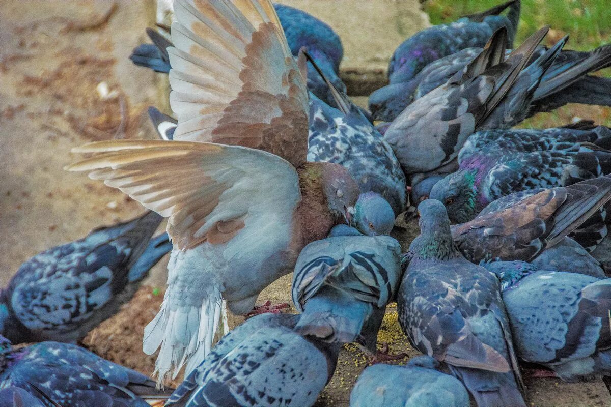 Окрас голубей фото. Нежинский голубь. Голуби породы Нежинские. Голуби в культуре. Голубь монден.