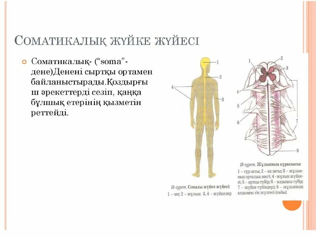 Нерв жүйесі. Жүйке физиологиясы презентация. Жүйке жүйесі презентация. Жүйке жүйесі физиологиясы презентация.