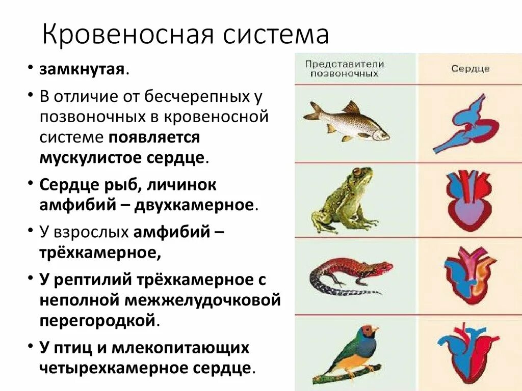 Замкнутая и незамкнутая кровеносная система у животных. Ароморфозы кровеносной системы пресмыкающихся. Пресмыкающиеся кровеносная система замкнутая. Замкнутая и незамкнутая кровеносная система таблица. Главные черты отличия птиц от пресмыкающихся