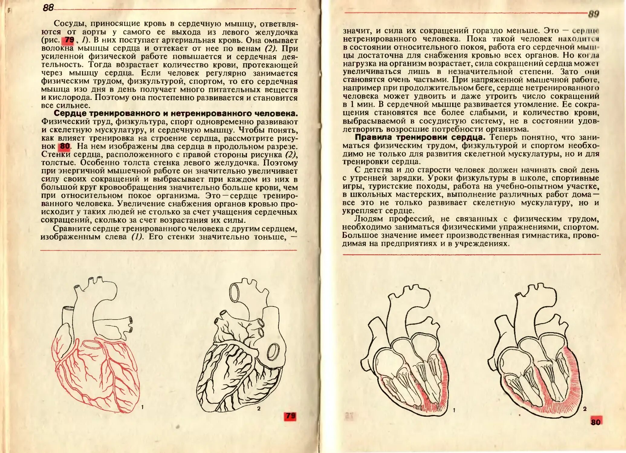 Тренированность сердца. Сердце треннированого и нетринероваанного еловека. Упражнения для нетренированного сердца. Значение тренировки сердца. Доклад как тренировать сердце.