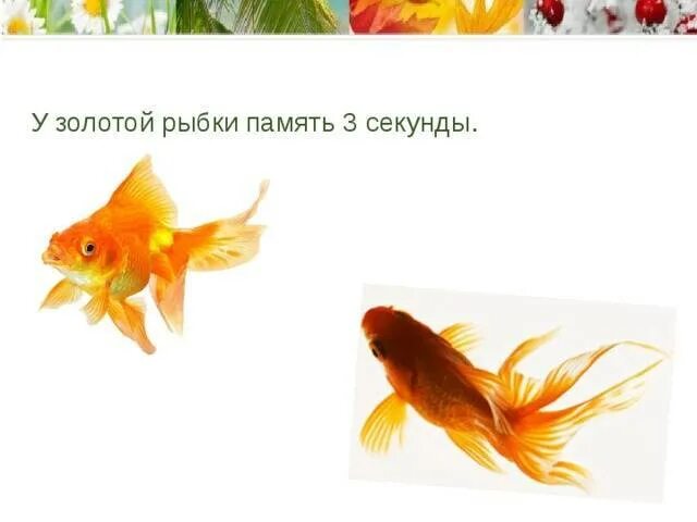 Сколько память у рыбы. Память рыбки. Память у рыб. Память золотой рыбки. Золотая рыбка память 3 секунды.