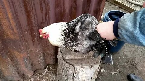 Кур рубил