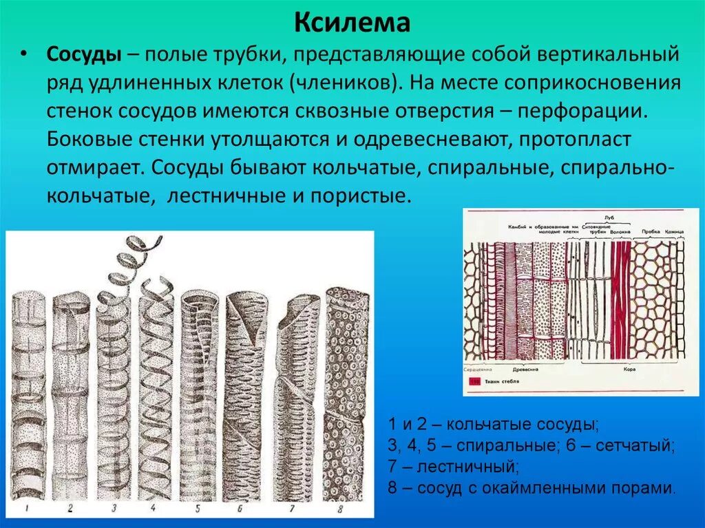 Что такое ксилема. Ситовидные трубки ксилема растений. сосуды и трахеиды ксилемы. элементы проводящей ткани сосуды ксилемы. сосуды ксилемы строение.