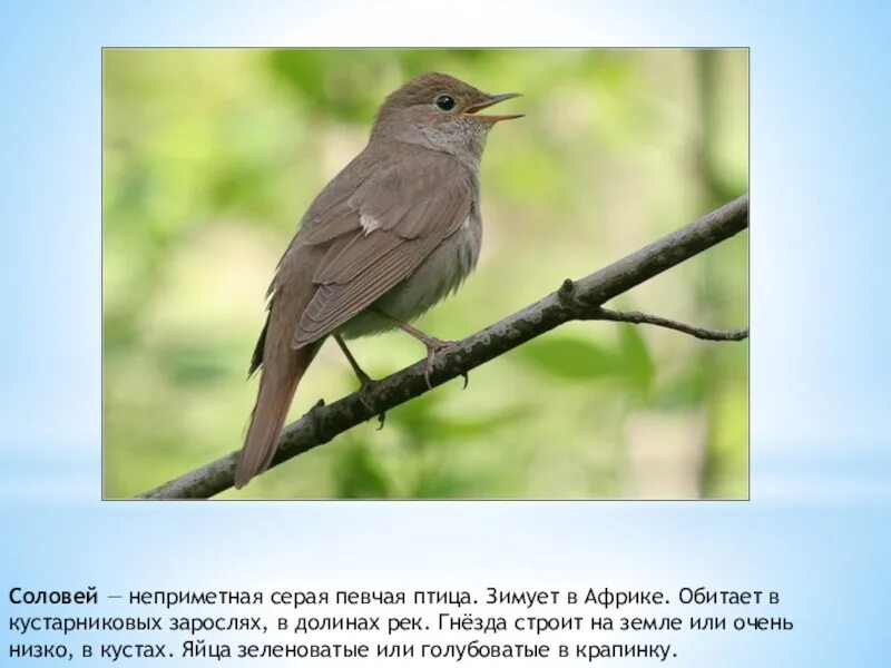 Перелетная птица сообщение 2. Перелетные птицы. сообщение о перелетных птицах. перелетные птицы для детей. певчая птица серая.