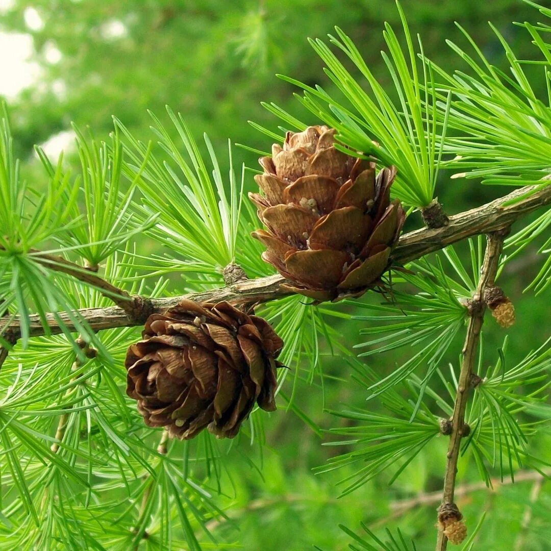 Можно ли хвойное дерево. Лиственница Сибирская Larix sibirica. Лиственница европейская хвоинки. Лиственница Larix decidua. Лиственница европейская Larix decidua.