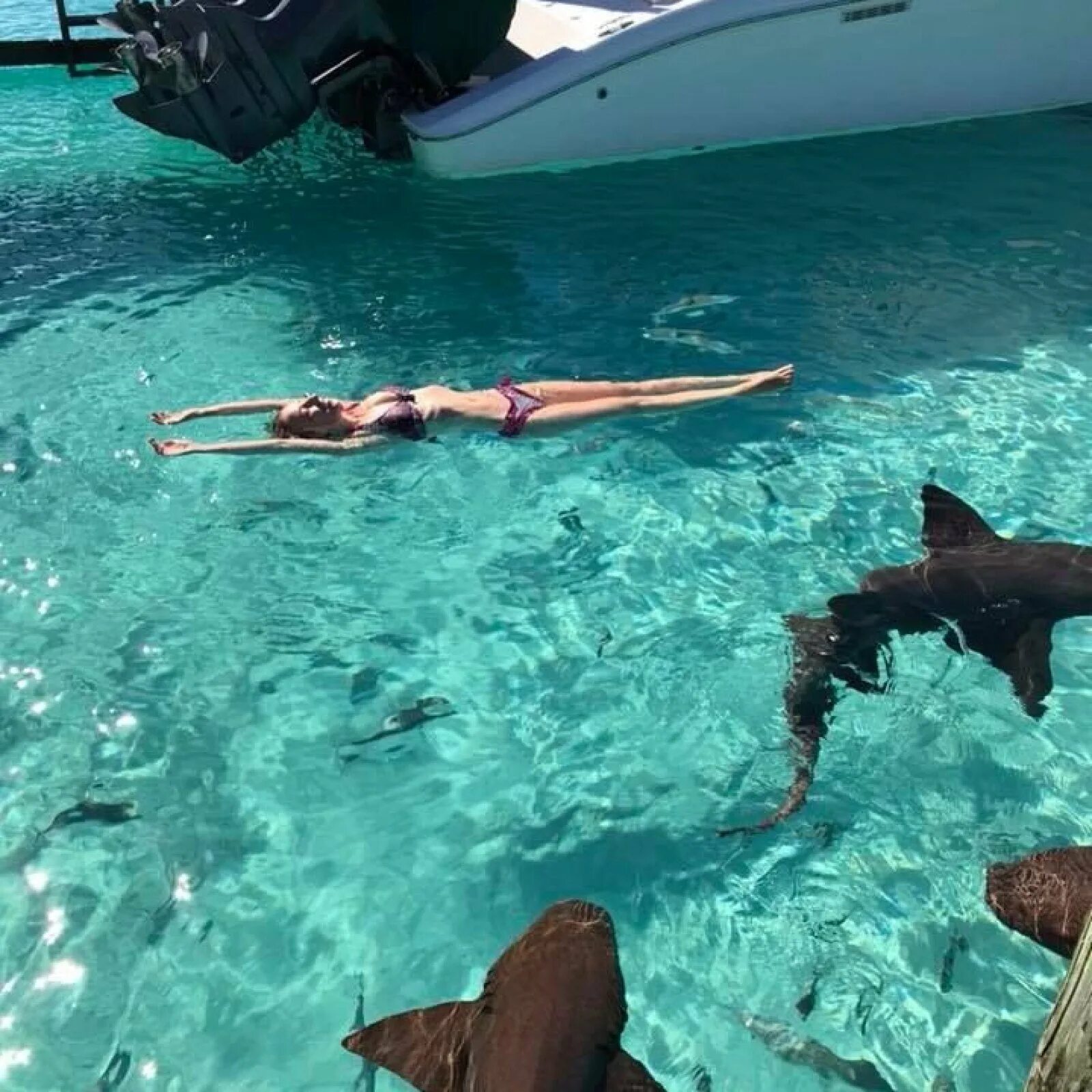 Акула напала на человека на мальдивах. Акулий остров Фуджейра. Акула нянька на Мальдивах. Плавать с акулами.