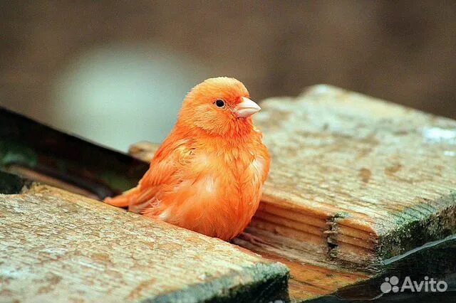 Pin de TC Canan Ünal en Kuşlar Aves, Animales, Creeper