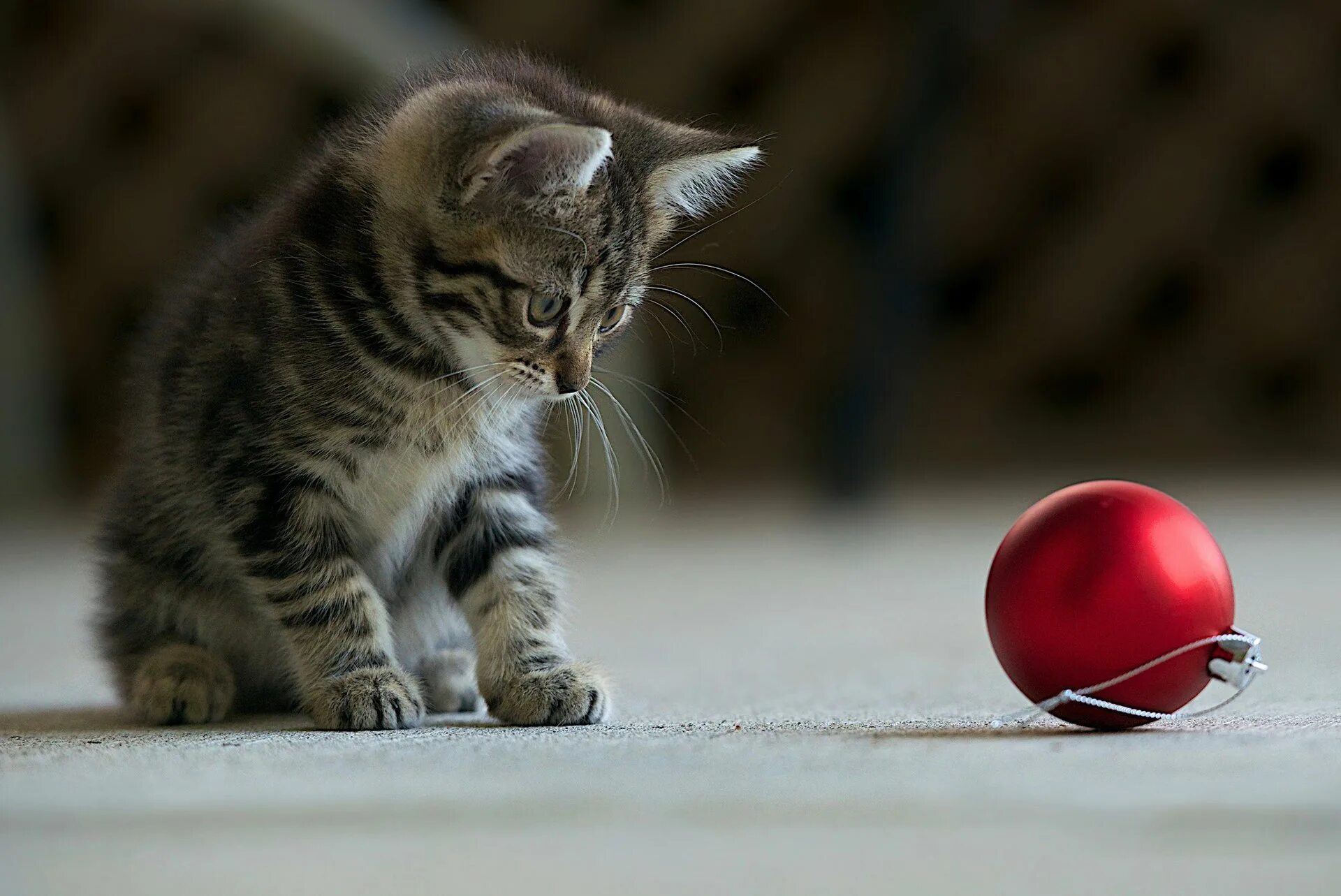 Кот играет с игрушкой. Полосатый котенок. играющий котенок. котенок с мячиком. мячики для кошек.