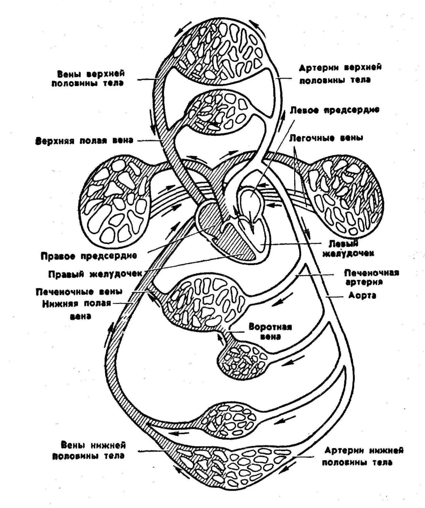 Средний круг кровообращения. Круги кровообращения схема. Схема строения большого круга кровообращения. Схема строения малого круга кровообращения. Схема малого круга кровообращения схема.