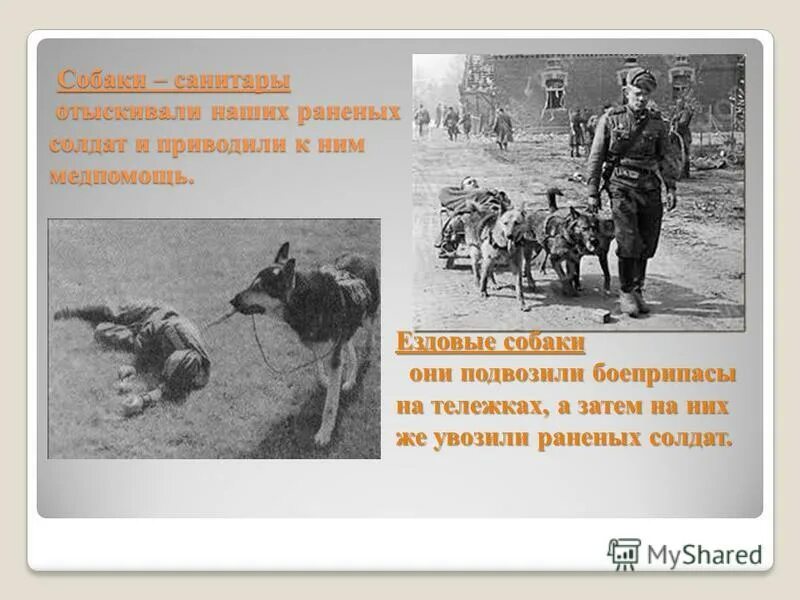 дина собака диверсант. собаки герои. 7 собак герои. 7 собак герои. сторожевые собаки на войне.