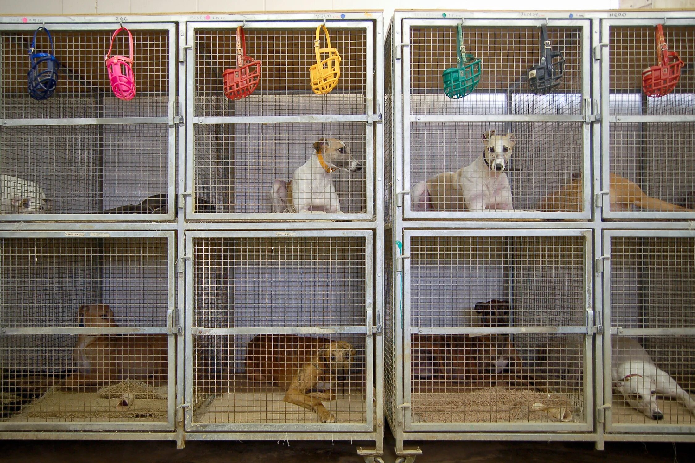 Здание adopt me питомник. Animal Shelter Dogs. Entire Room of Kennels emptied at br animal Shelter. Animal Shelters all over the World. Animal shelter natural choice