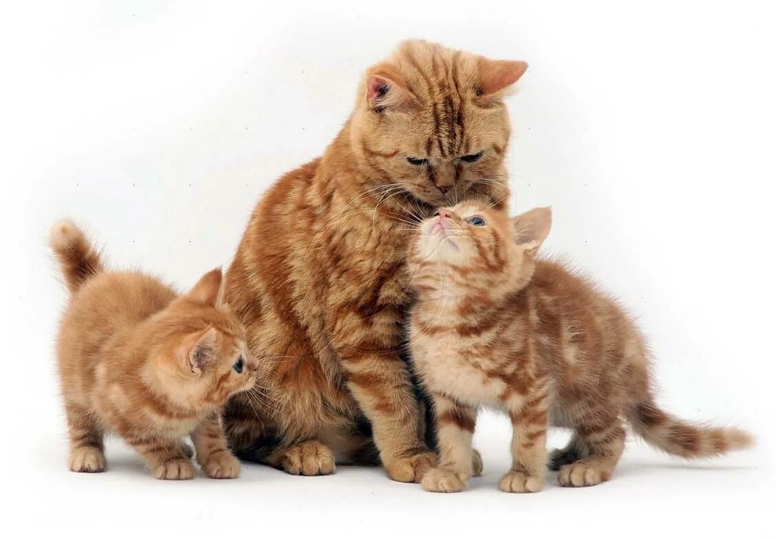 Сколько котят у рыжей кошки. Кошка с котятами. Рыжая кошка. Мама кошка и котенок. Котята с мамой.