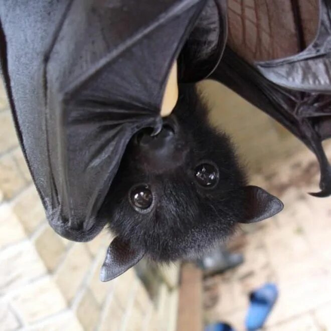 Bat user. Нильский крылан. Карликовый крылан. Нильский крылан Эстетика. Сумчатый крылан.