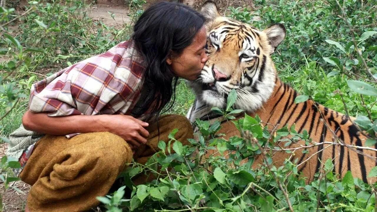 People and wildlife. Тигр и человек Дружба. Дружба людей и животных. Тигр обнимается с человеком.