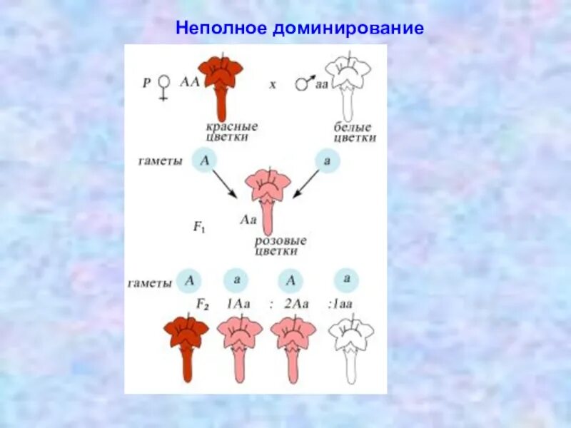 Принцип неполного доминирования. Неполное доминирование генетика. Схема неполного доминирования биология. Неполное доминирование схема. Неполное доминирование это в генетике.