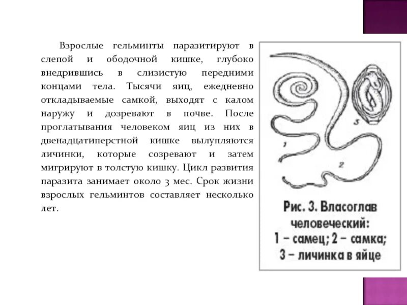 Как получить гельминта. Как получить гельминта