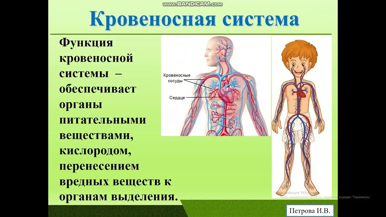 Природоведение как работает наш организм. Человек и его строение. Как работает наш организм 3 класс окружающий мир. Строение тела человек задание Природоведение. Как работает наш организм презентация