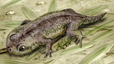 Gerobatrachus является сестринским таксоном для отряда безногие
