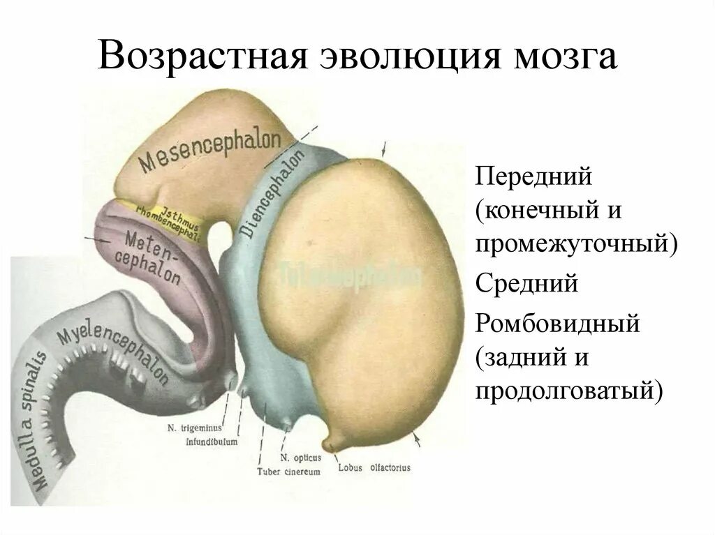 Возрастная Эволюция мозга. Мозг ромбовидный передний задний средний. Ромбовидный промежуточный средний мозг. Промежуточный мозг Эволюция. Возрастная эволюция
