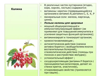 Лечебные свойства ягоды калины красной