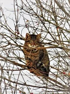 На сколько уходят коты весной