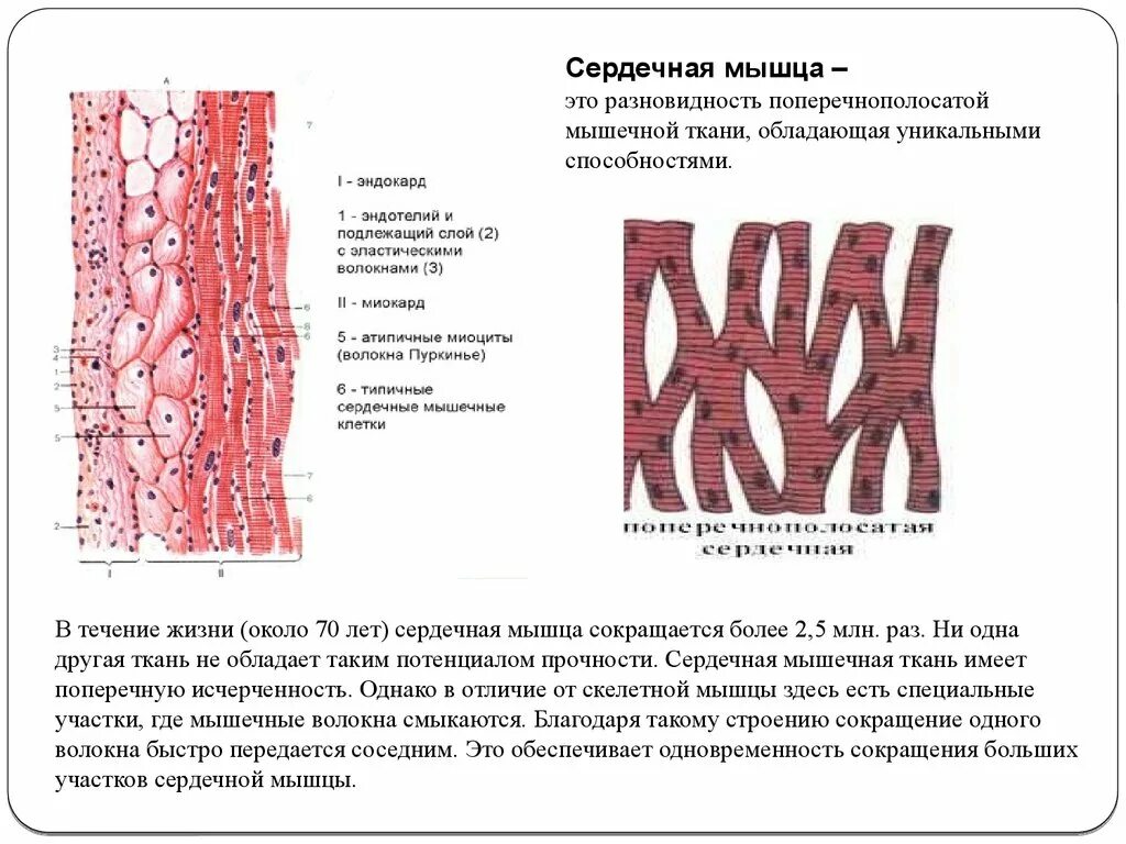 Строение волокна сердечной мышцы. Мышечная ткань. Сердечная мышца строение. Сердечная мышечная ткань рисунок