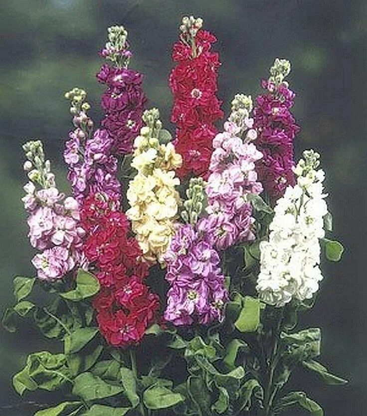 Левкой седой (Matthiola incana)