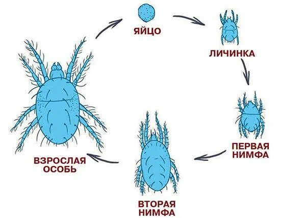 Жизненный цикл таежного клеща. Цикл развития иксодовых клещей схема. Жизненный цикл полевого клеща. Фазы развития паутинного клеща. Цикл развития паутинного клеща.