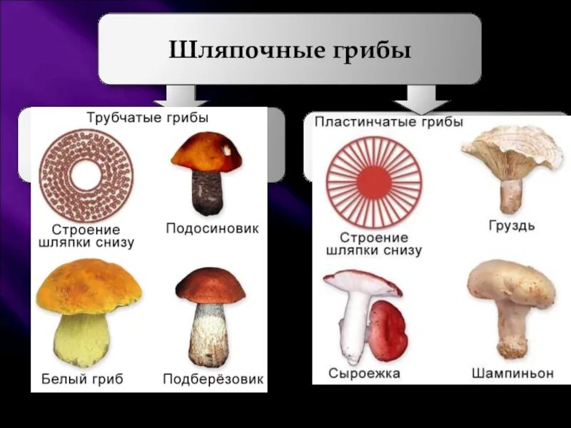 Пластинчатый гриб примеры строение различие. Шляпочные пластинчатые грибы несъедобные. шляпочные пластинчатые грибы съедобные. трубчатые грибы несъедобные трубчатые грибы. шляпочные грибы трубчатые и пластинчатые.