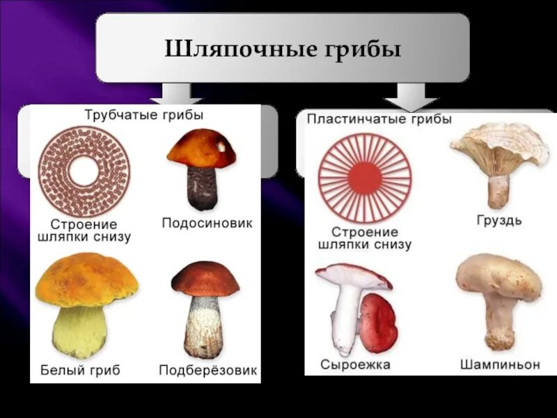 Различия пластинчатых и трубчатых грибов таблица. Шляпочные пластинчатые грибы несъедобные. Шляпочные пластинчатые грибы съедобные. Трубчатые грибы несъедобные трубчатые грибы. Шляпочные грибы трубчатые и пластинчатые.